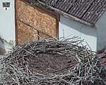 Capi_Dubne_20260907_143003.jpg