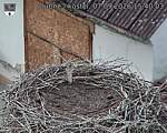 Capi_Dubne_20260907_154003.jpg