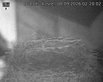 Capi_Dubne_20260908_022002.jpg