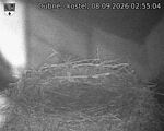 Capi_Dubne_20260908_025504.jpg
