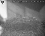 Capi_Dubne_20260908_050502.jpg