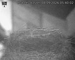 Capi_Dubne_20260908_054002.jpg
