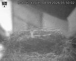 Capi_Dubne_20260908_055002.jpg