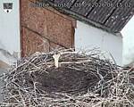 Capi_Dubne_20260908_061502.jpg