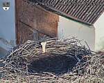 Capi_Dubne_20260908_071504.jpg