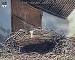 Capi_Dubne_20260908_072504.jpg