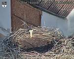 Capi_Dubne_20260908_074504.jpg