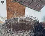 Capi_Dubne_20260908_085004.jpg