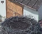 Capi_Dubne_20260908_143504.jpg
