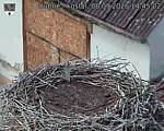 Capi_Dubne_20260908_144502.jpg