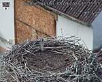 Capi_Dubne_20260908_152503.jpg