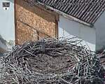 Capi_Dubne_20260908_153002.jpg