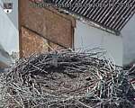 Capi_Dubne_20260908_162004.jpg