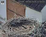 Capi_Dubne_20260908_170503.jpg