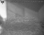 Capi_Dubne_20260909_031003.jpg