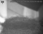 Capi_Dubne_20260909_044002.jpg