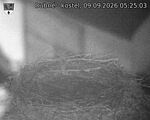 Capi_Dubne_20260909_052503.jpg