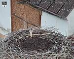 Capi_Dubne_20260909_064504.jpg