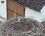 Capi_Dubne_20260909_072504.jpg