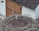 Capi_Dubne_20260909_073004.jpg