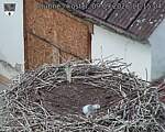 Capi_Dubne_20260909_111504.jpg
