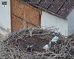 Capi_Dubne_20260909_113003.jpg
