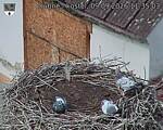 Capi_Dubne_20260909_113503.jpg