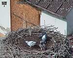 Capi_Dubne_20260909_114503.jpg