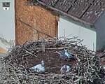 Capi_Dubne_20260909_115003.jpg