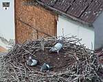 Capi_Dubne_20260909_120002.jpg