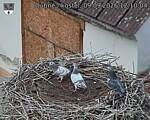 Capi_Dubne_20260909_121004.jpg