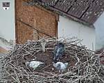 Capi_Dubne_20260909_122004.jpg