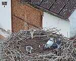 Capi_Dubne_20260909_142004.jpg