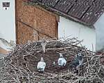 Capi_Dubne_20260909_142502.jpg