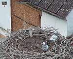 Capi_Dubne_20260909_143503.jpg