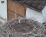 Capi_Dubne_20260909_152502.jpg