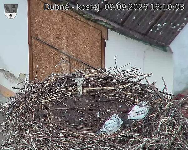 Capi_Dubne_20260909_161003.jpg (1350&nbsp;x&nbsp;1080)
