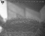Capi_Dubne_20260909_201502.jpg