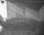 Capi_Dubne_20260909_202003.jpg