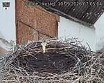 Capi_Dubne_20260910_070504.jpg