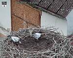 Capi_Dubne_20260910_102004.jpg