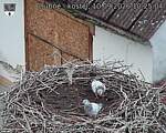Capi_Dubne_20260910_102504.jpg