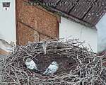 Capi_Dubne_20260910_105004.jpg
