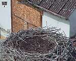 Capi_Dubne_20260910_133002.jpg