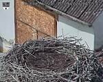 Capi_Dubne_20260910_140502.jpg