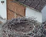 Capi_Dubne_20260910_162504.jpg