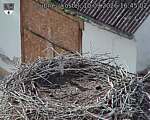 Capi_Dubne_20260910_164502.jpg
