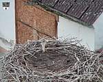 Capi_Dubne_20260910_193002.jpg