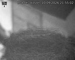 Capi_Dubne_20260910_215502.jpg