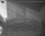Capi_Dubne_20260911_002002.jpg